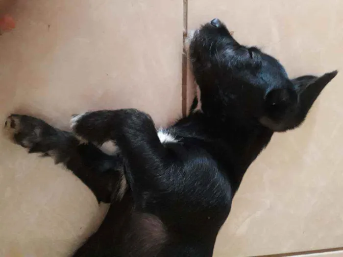 Cachorro raça Vira lata idade 2 a 6 meses nome Lua