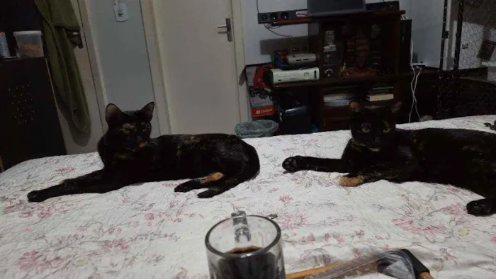 Gato ra a Vira lata escaminha idade 2 anos nome Ravena e vampira