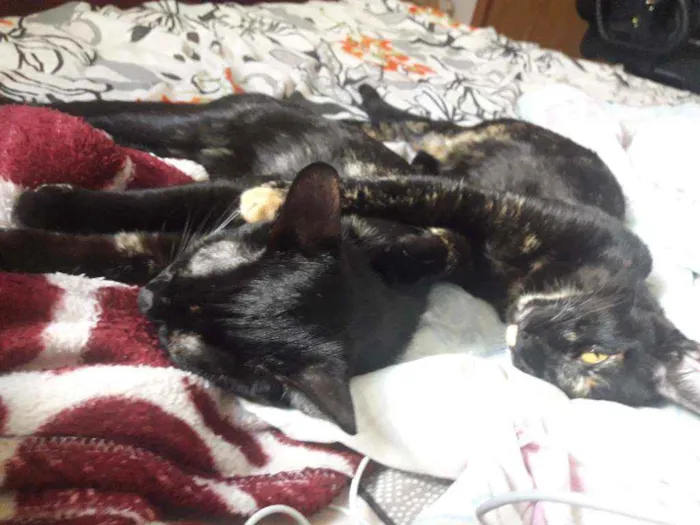 Gato ra a Vira lata escaminha idade 2 anos nome Ravena e vampira