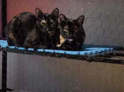 Gato ra a Vira lata escaminha idade 2 anos nome Ravena e vampira