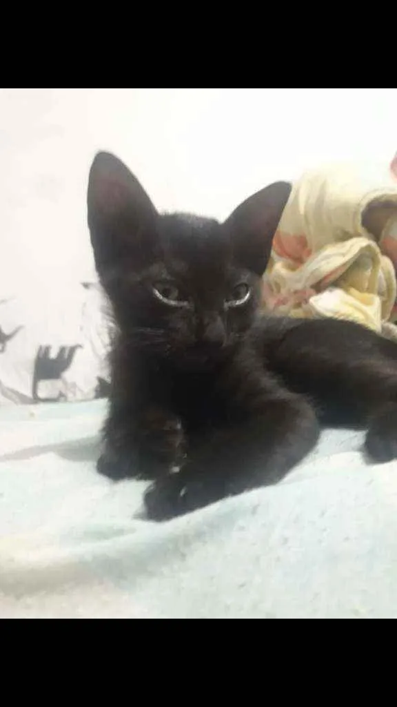 Gato ra a Vira Lata idade 2 a 6 meses nome Sem nome