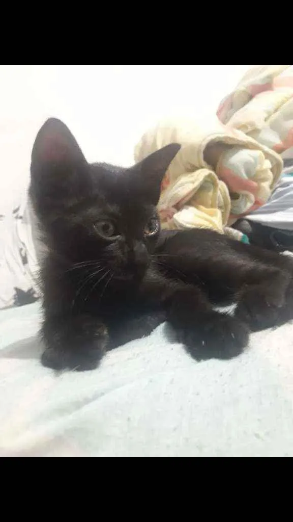 Gato ra a Vira Lata idade 2 a 6 meses nome Sem nome