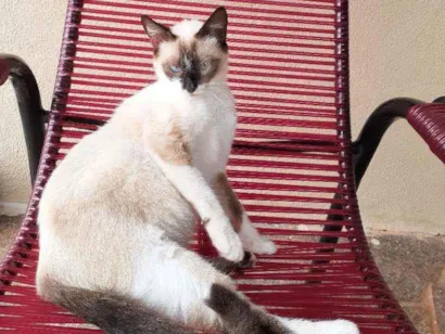 Gato raça Siamês  idade 2 anos nome Nina