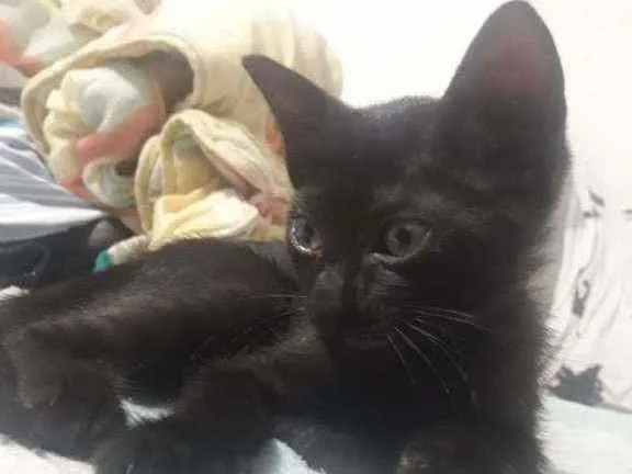 Gato ra a Vira Lata idade 2 a 6 meses nome Sem nome