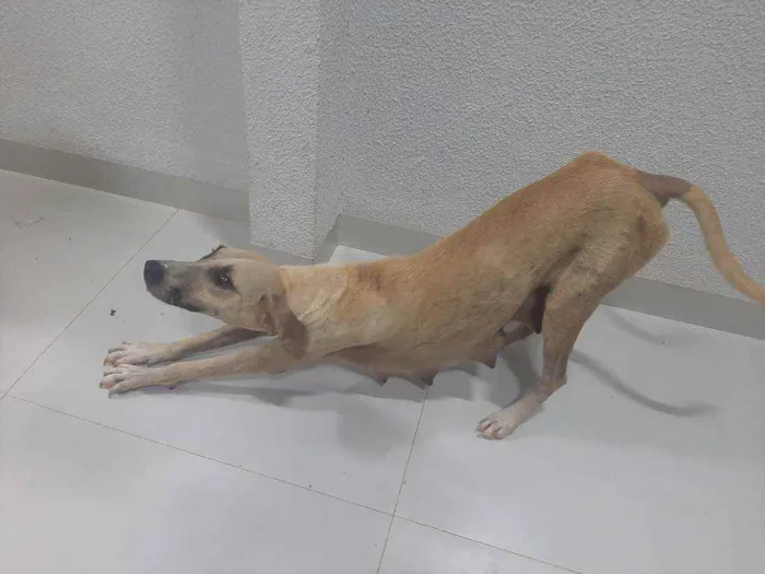 Cachorro ra a Vira Lata idade 3 anos nome Yellow