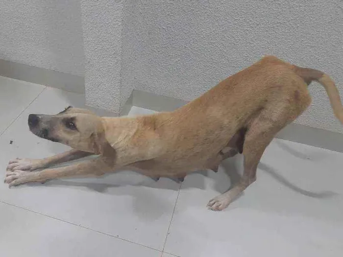 Cachorro ra a Vira Lata idade 3 anos nome Yellow