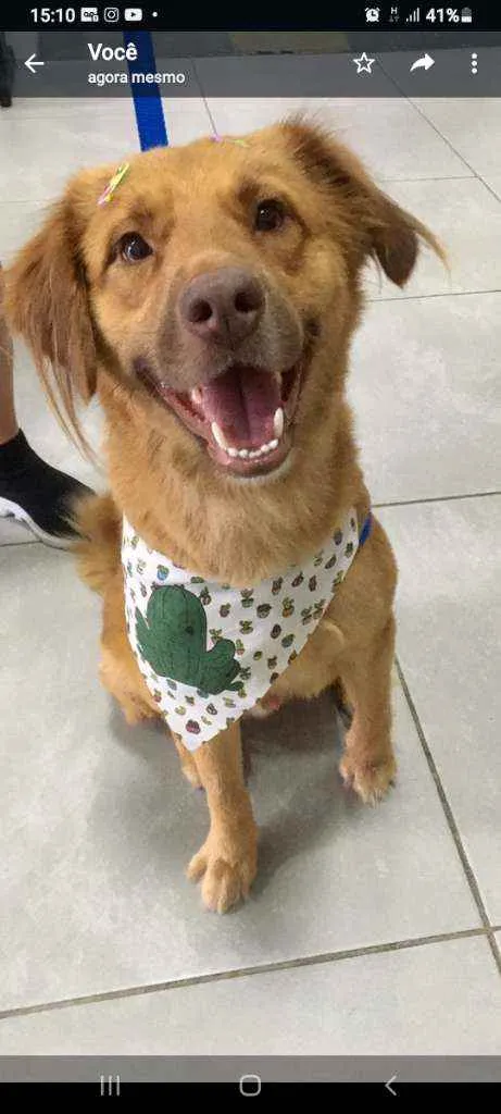 Cachorro ra a Srd idade 2 a 6 meses nome Tarê 