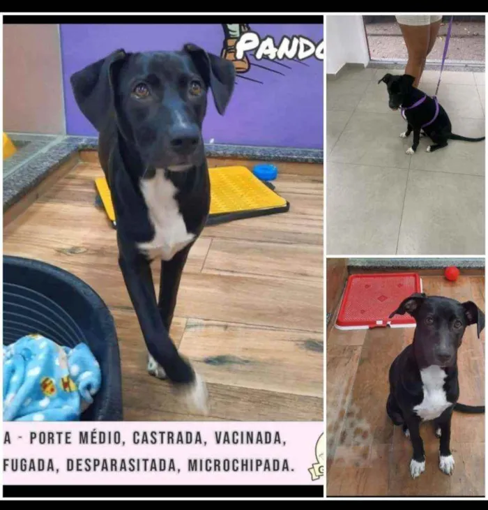 Cachorro ra a Mix de Labrador  idade 7 a 11 meses nome Pandora