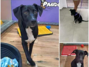 Cachorro raça Mix de Labrador  idade 7 a 11 meses nome Pandora