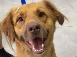 Cachorro raça Srd idade 2 a 6 meses nome Tarê 