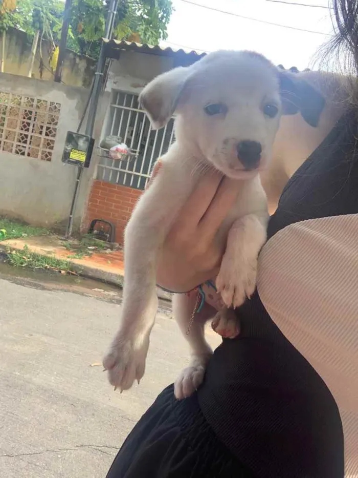 Cachorro ra a vira lata idade 2 a 6 meses nome Não tem nome ainda 