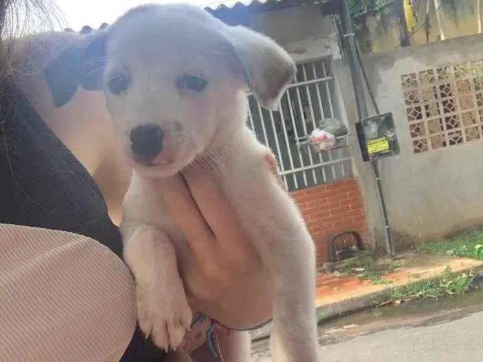 Cachorro ra a vira lata idade 2 a 6 meses nome Não tem nome ainda 