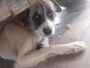 Cachorro raça Sdr idade 1 ano nome Chamo de Ralf