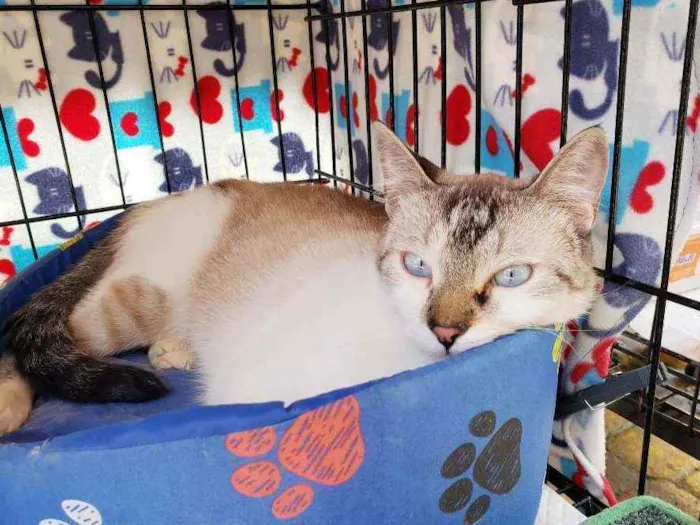 Gato raça Srd idade 7 a 11 meses nome Bento