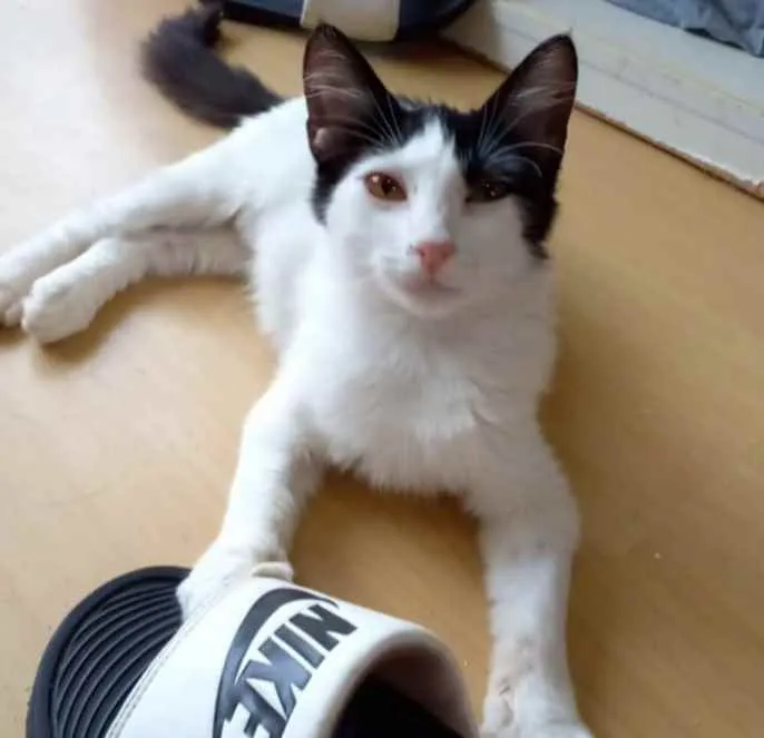 Gato ra a Srd idade 2 a 6 meses nome Nala