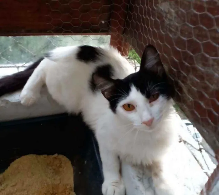 Gato ra a Srd idade 2 a 6 meses nome Nala