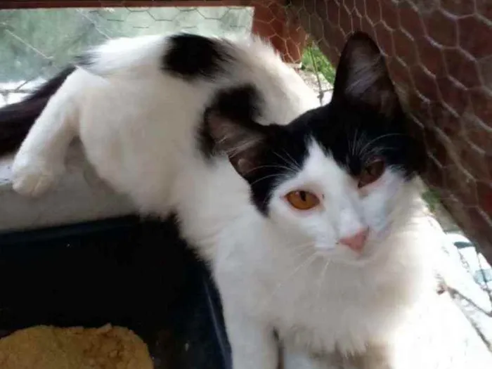 Gato ra a Srd idade 2 a 6 meses nome Nala