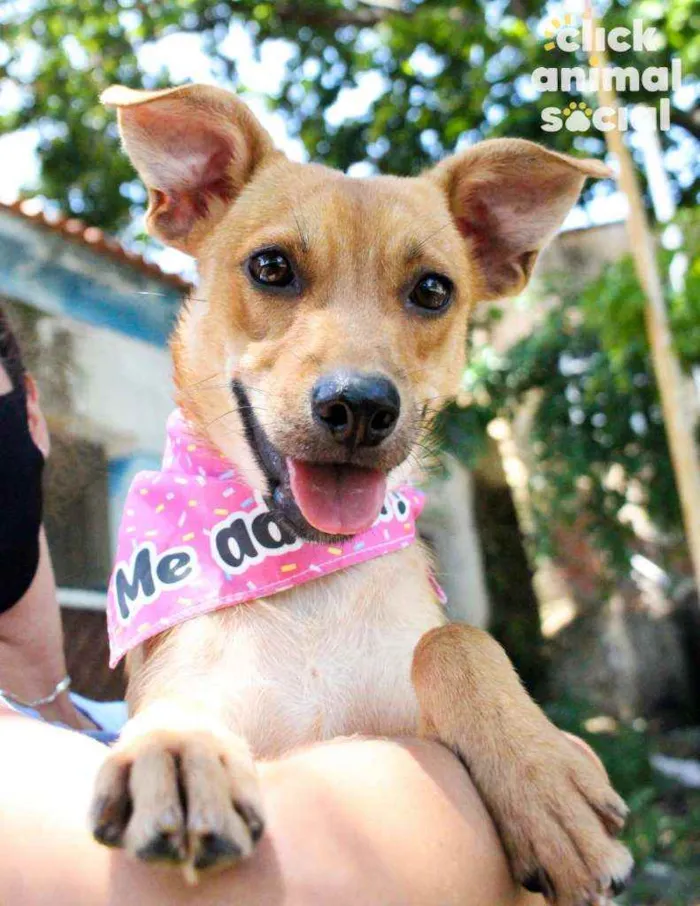 Cachorro ra a SRD idade 7 a 11 meses nome Eva