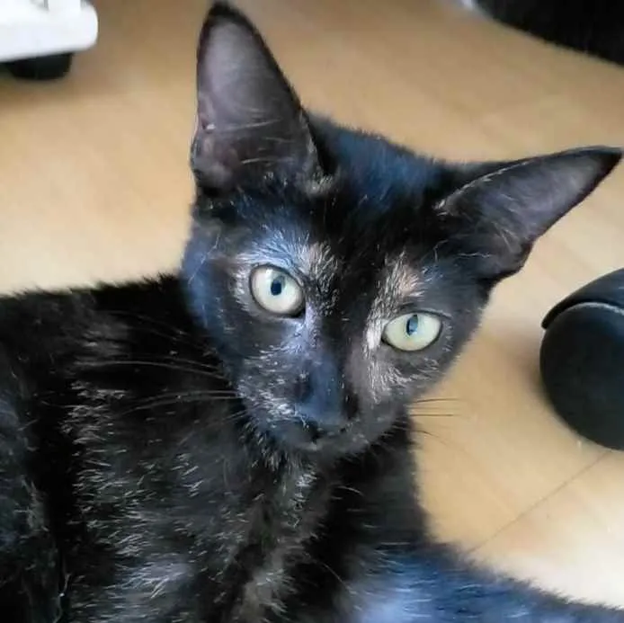 Gato ra a Srd idade 2 a 6 meses nome Rosa 