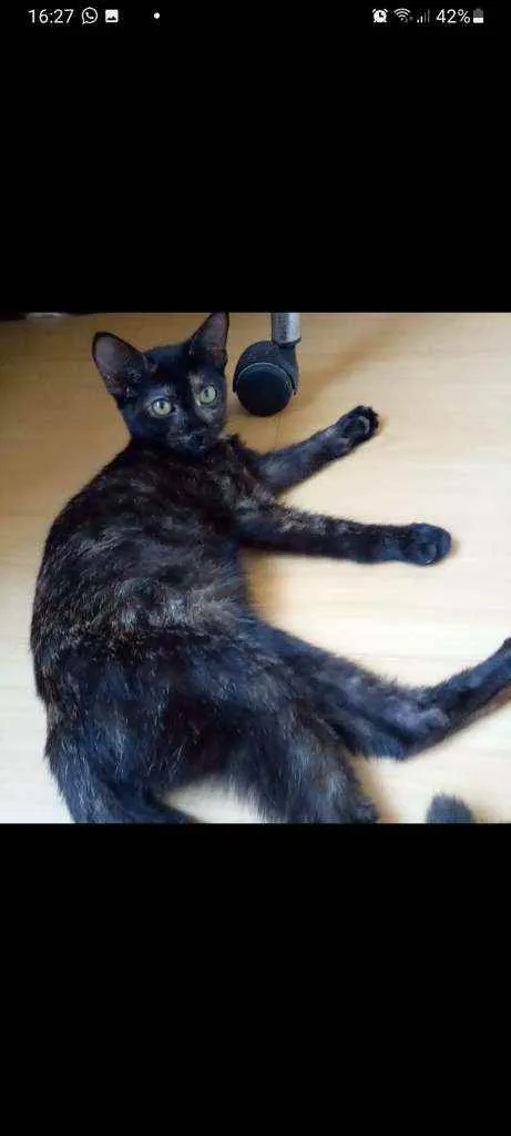 Gato ra a Srd idade 2 a 6 meses nome Rosa 