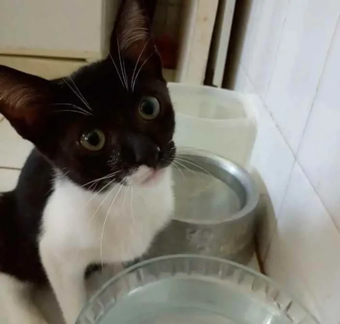 Gato ra a Srd idade 2 a 6 meses nome Lord