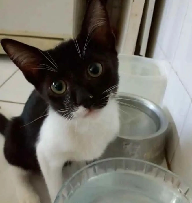 Gato ra a Srd idade 2 a 6 meses nome Lord