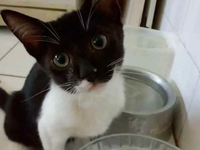 Gato ra a Srd idade 2 a 6 meses nome Lord