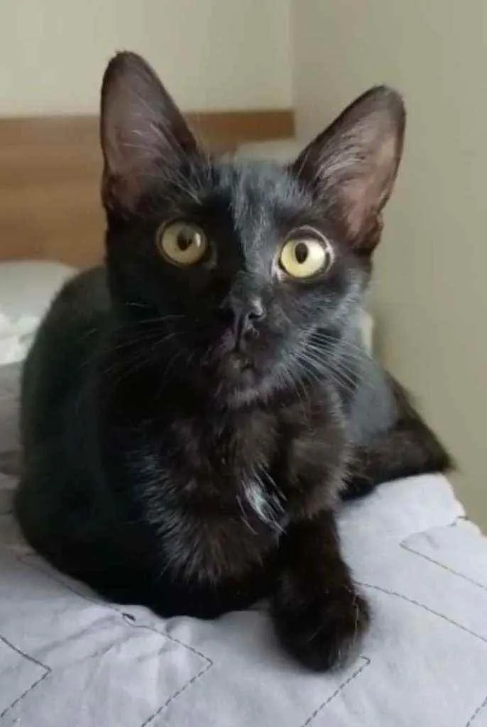 Gato ra a Srd idade 2 a 6 meses nome Liz