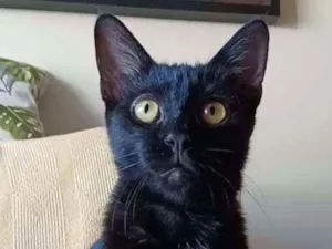 Gato raça Srd idade 2 a 6 meses nome Liz
