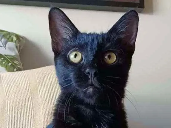 Gato ra a Srd idade 2 a 6 meses nome Liz