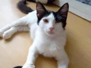 Gato raça Srd idade 2 a 6 meses nome Nala