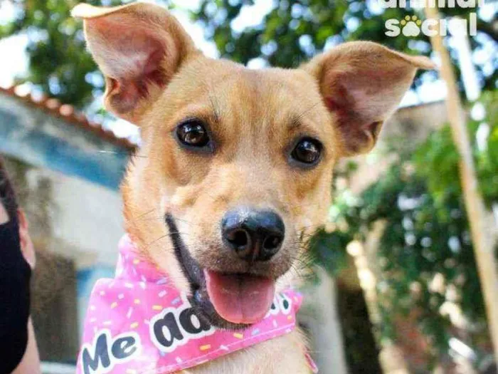 Cachorro ra a SRD idade 7 a 11 meses nome Eva