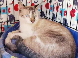 Gato raça Srd idade 7 a 11 meses nome Bento