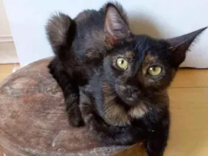 Gato raça Srd idade 2 a 6 meses nome Rosa 