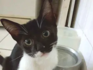 Gato raça Srd idade 2 a 6 meses nome Lord