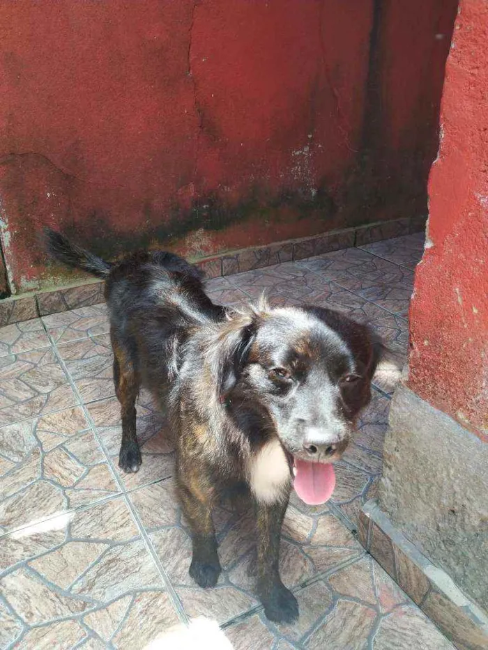 Cachorro ra a Sem Raça idade 2 anos nome Augusto Henrique