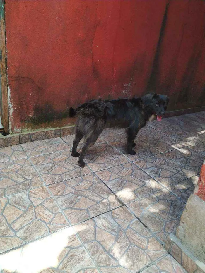 Cachorro ra a Sem Raça idade 2 anos nome Augusto Henrique