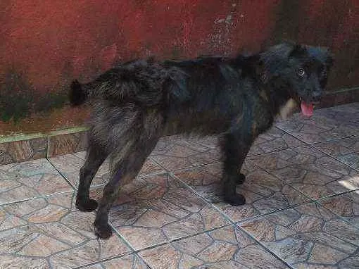 Cachorro ra a Sem Raça idade 2 anos nome Augusto Henrique