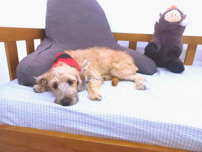 Cachorro raça MESTIÇA DE POODLE idade 2 a 6 meses nome CHICA