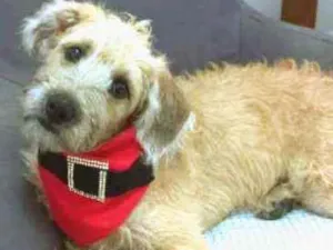 Cachorro raça MESTIÇA DE POODLE idade 2 a 6 meses nome CHICA