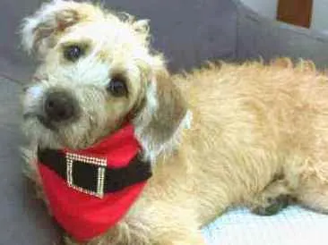 Cachorro raça MESTIÇA DE POODLE idade 2 a 6 meses nome CHICA