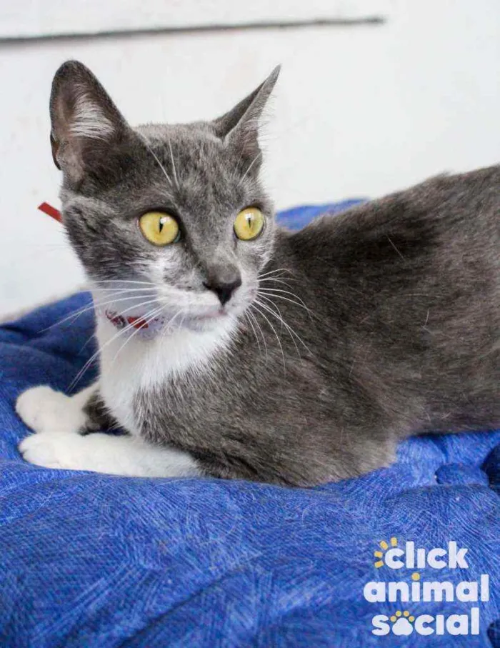 Gato ra a SRD idade 7 a 11 meses nome Felícia