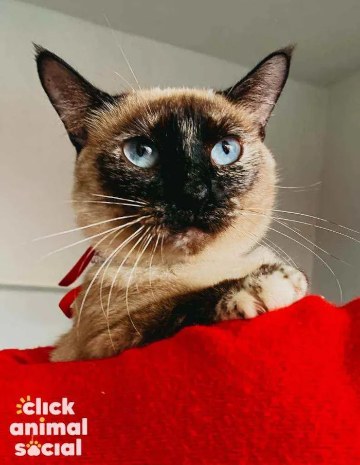 Gato ra a Siames idade 1 ano nome Rosa