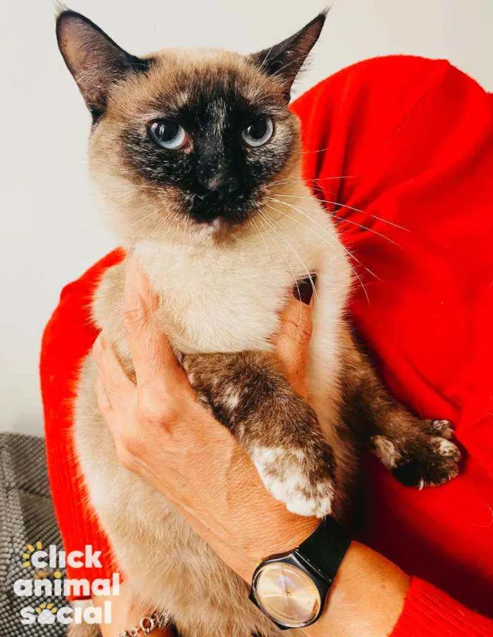Gato ra a Siames idade 1 ano nome Rosa