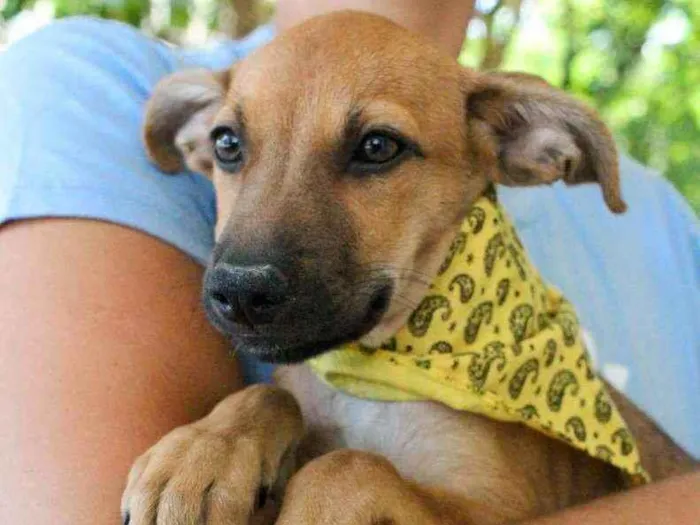 Cachorro ra a SRD idade 2 a 6 meses nome Aurora