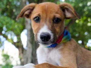 Cachorro raça SRD idade 2 a 6 meses nome Athena