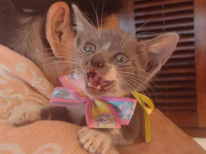 Gato ra a SRD idade Abaixo de 2 meses nome Mimi