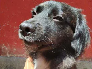 Cachorro raça Sem Raça idade 2 anos nome Augusto Henrique