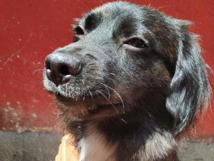 Cachorro ra a Sem Raça idade 2 anos nome Augusto Henrique