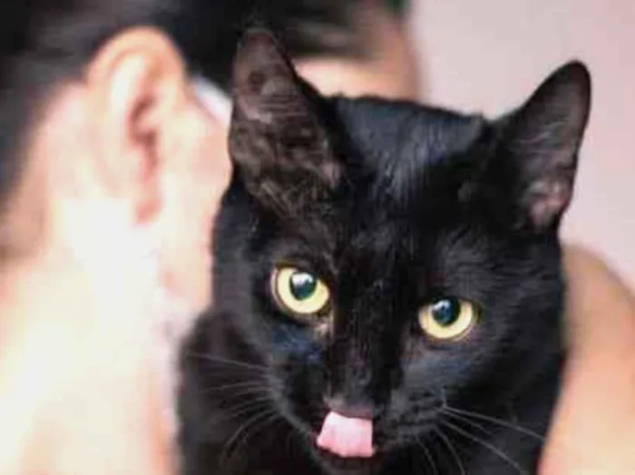 Gato ra a SRD idade 7 a 11 meses nome Petúnia